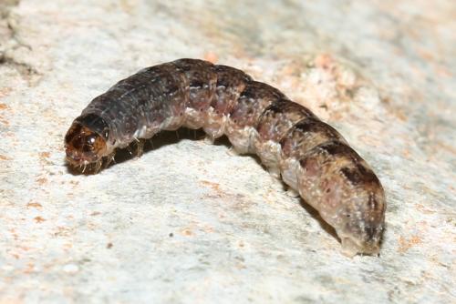 Agrochola circellaris